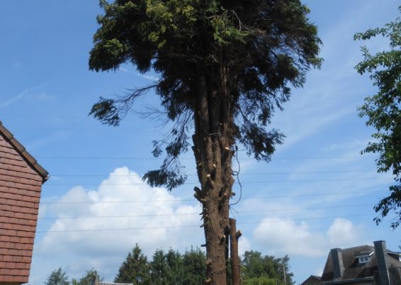 Travaux d'abattages et dessouchages d'arbre à Liège