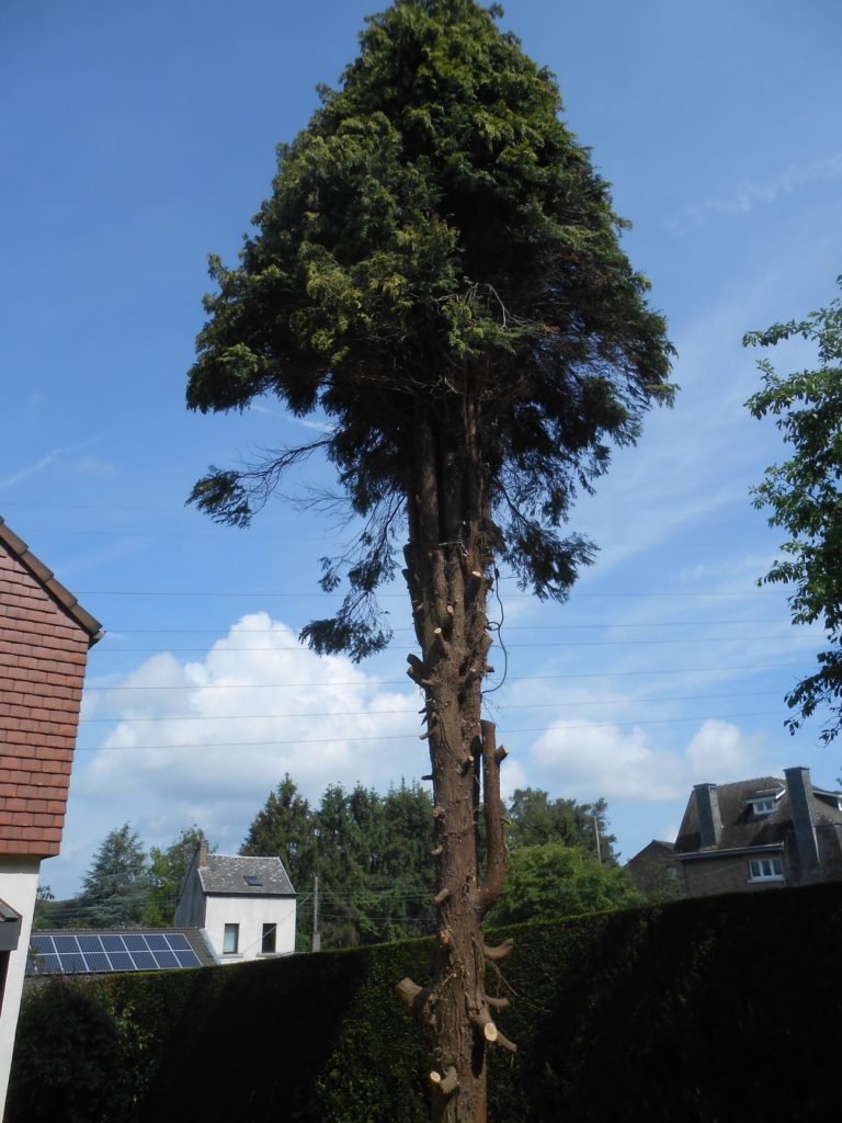 Travaux d'abattages et dessouchages d'arbre à Liège