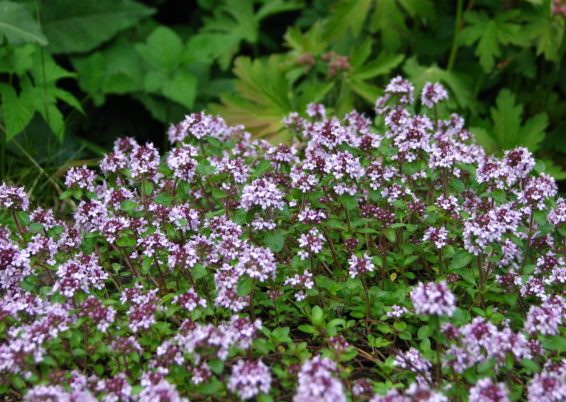 De précieuses senteurs au jardin …