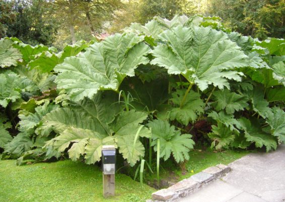 Gunnera manicata