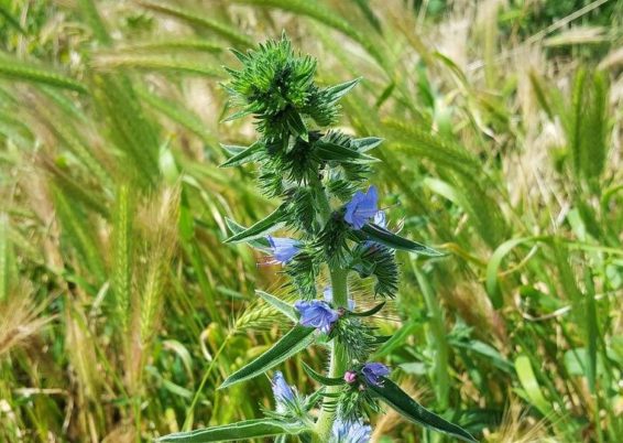 echium