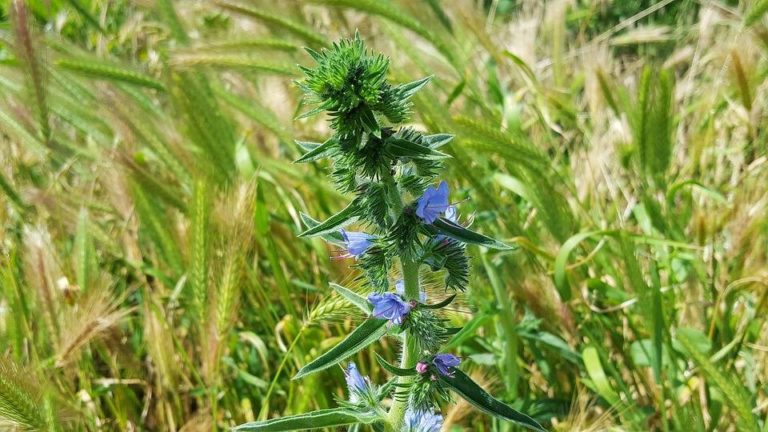 echium