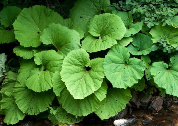 Gunnera manicata