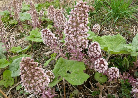 Gunnera manicata