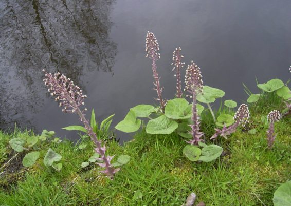 Gunnera manicata