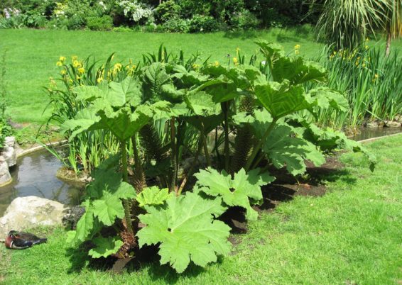 Gunnera manicata