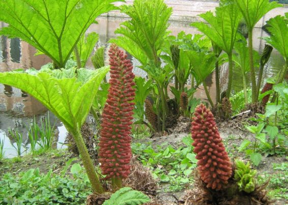 Gunnera manicata