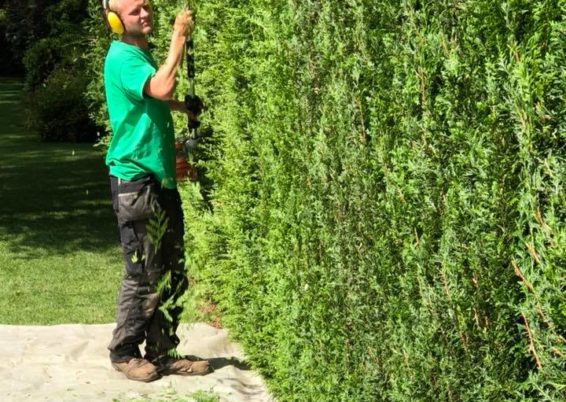 Travaux de taille d’une haie en cours à Neupré