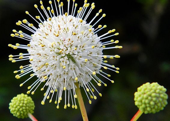 Cephalanthus occidentalis