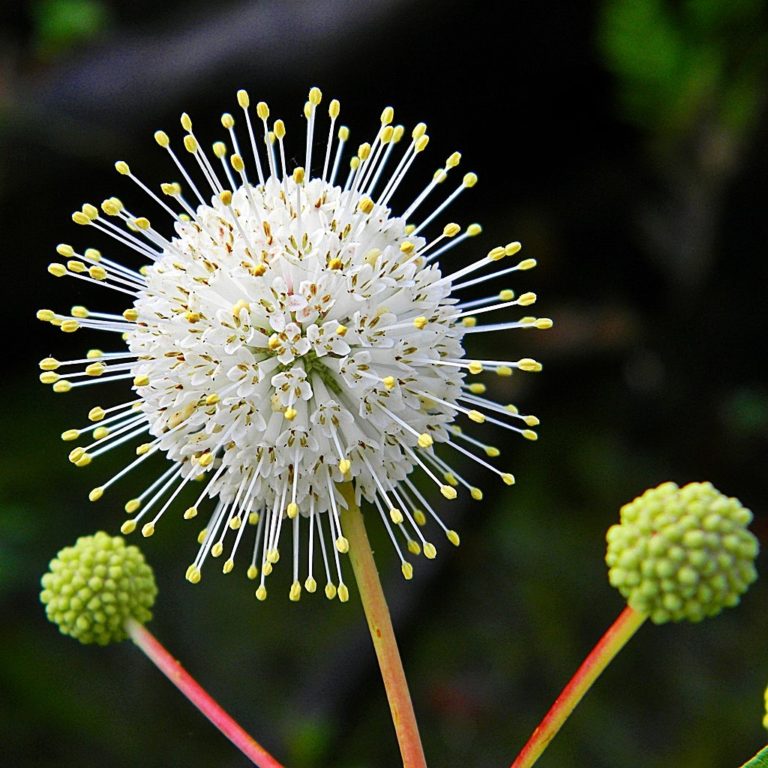 Cephalanthus occidentalis