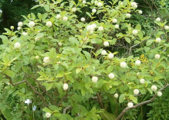 Cephalanthus occidentalis