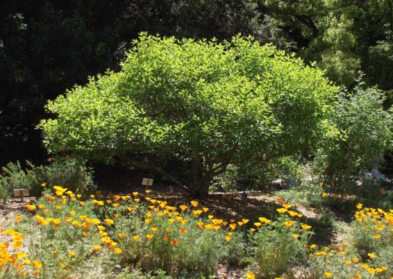 Cephalanthus occidentalis