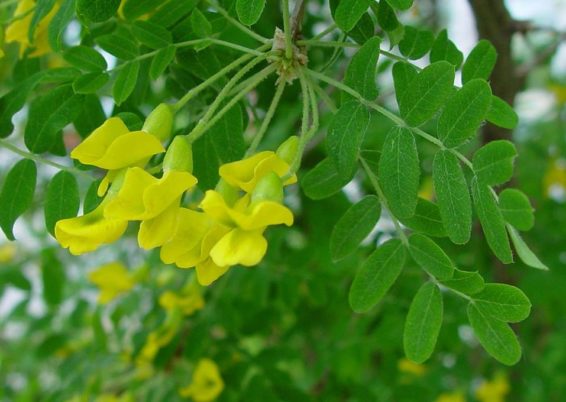 arbre aux pois - caraganier