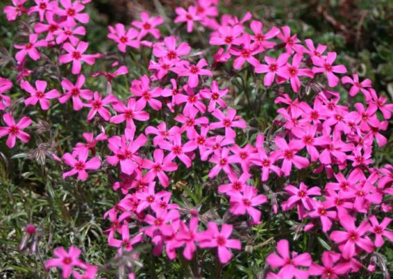 phlox