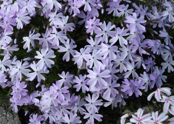 phlox