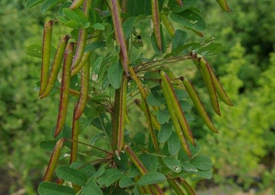 arbre aux pois - caraganier