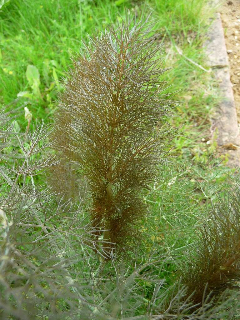 fenouil