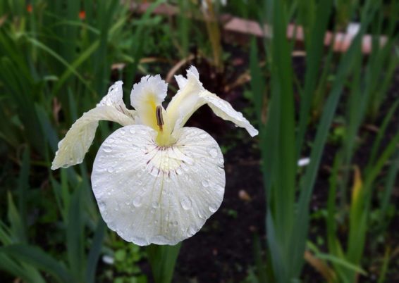 Iris