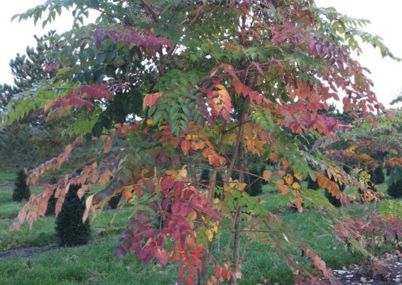 Aralia elata-Angélique en arbre