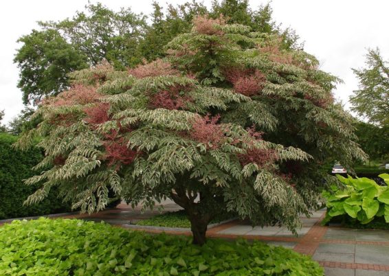 Aralia elata-Angélique en arbre