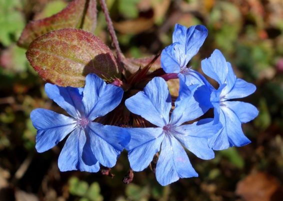 Ceratostigma willmottianum