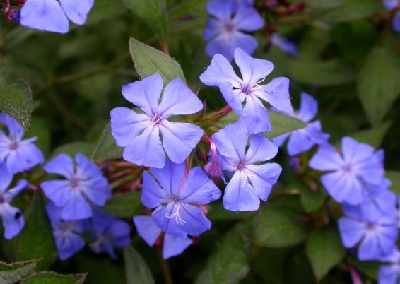 Ceratostigma willmottianum