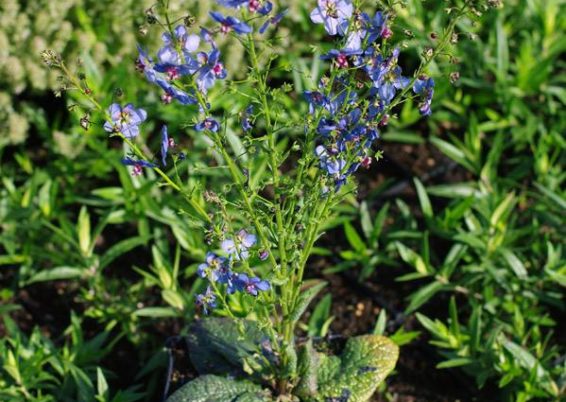Molène bleue
