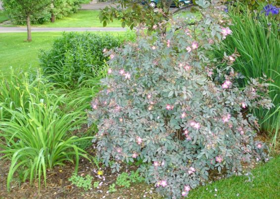 rosier botanique