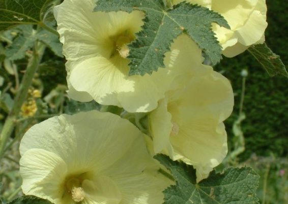 ALCEA RUGOSA