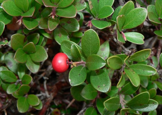 Arctostaphyllos uva-ursi