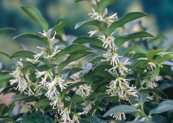 Sarcococca hookeriana humilis f