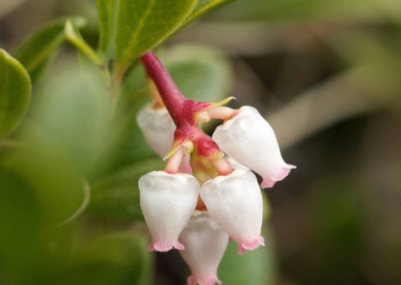 Arctostaphyllos uva-ursi