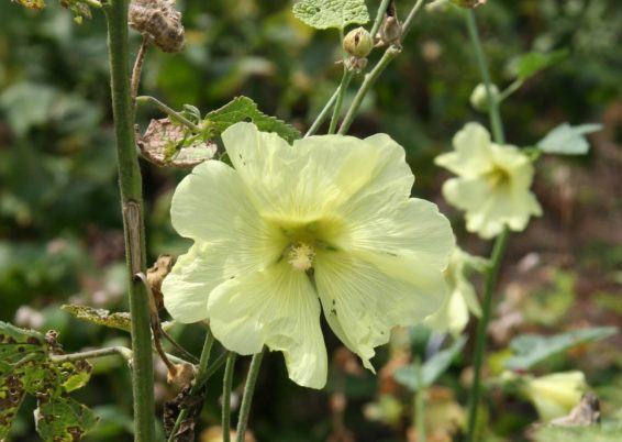 ALCEA RUGOSA