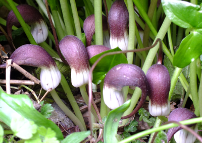 Arisarum proboscideum