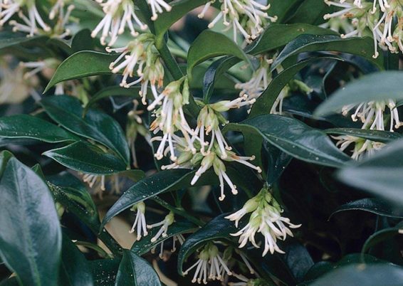 Sarcococca hookeriana humilis f