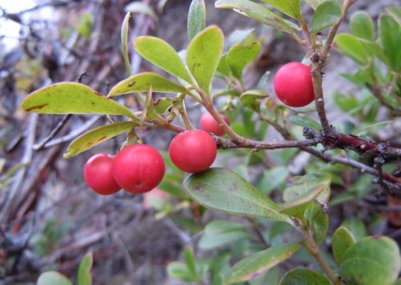 Arctostaphyllos uva-ursi