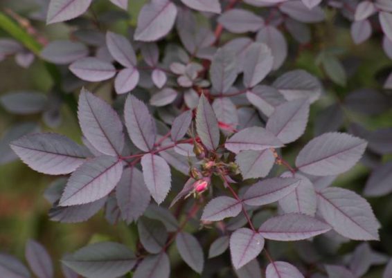 rosier botanique