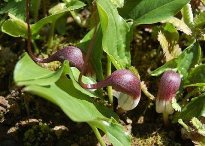 Arisarum proboscideum