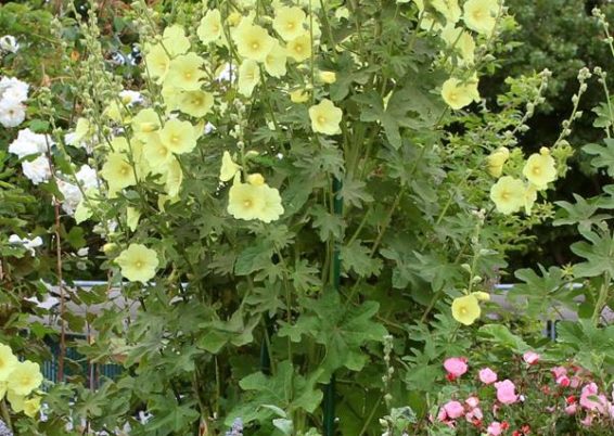 ALCEA RUGOSA