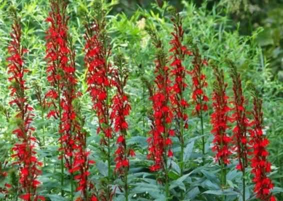 Lobelia cardinalis