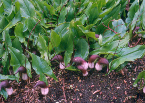 Arisarum proboscideum