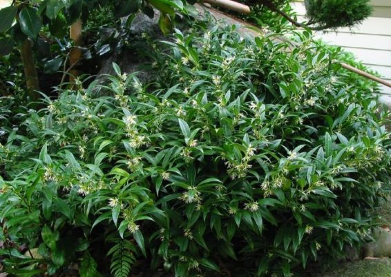 Sarcococca hookeriana humilis f
