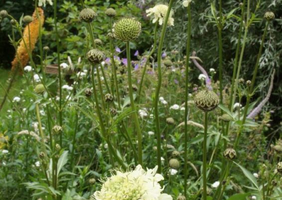 Cephalaria gigantea