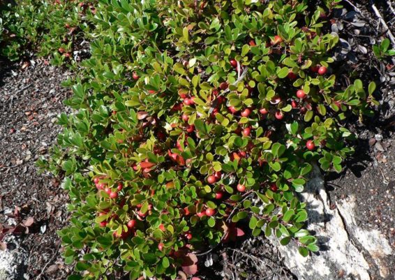 Arctostaphyllos uva-ursi