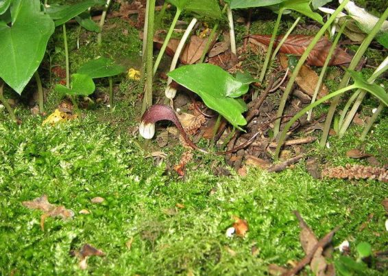 Arisarum proboscideum