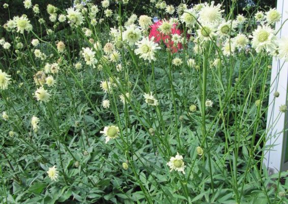 Cephalaria gigantea