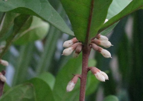 Synsepalum dulcificum