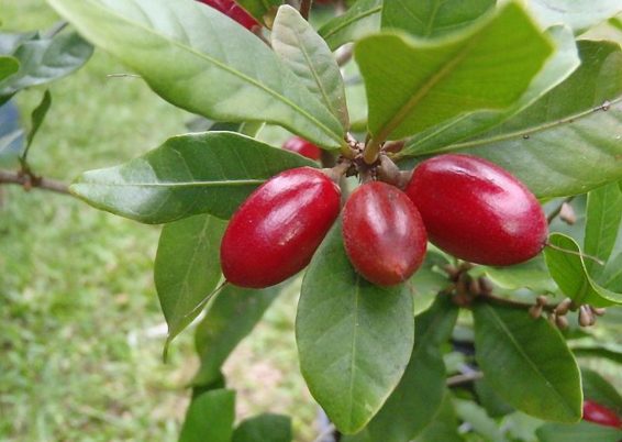 Synsepalum dulcificum