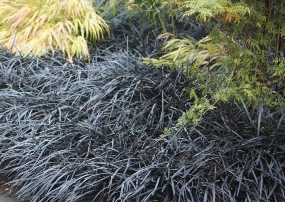 Ophiopogon planiscapus « Niger »