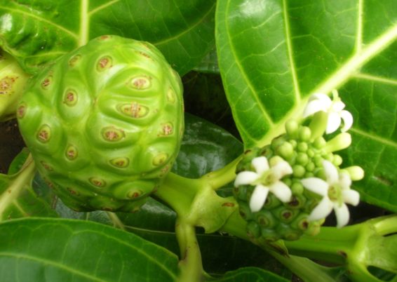 NONI